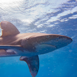 SharkSchool® Tauchsafari Brothers, Daedalus, Elphinstone